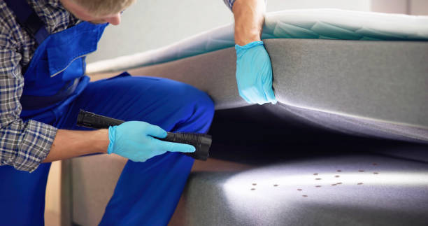 Best Affordable Pest Control Services  in Green Forest, AR