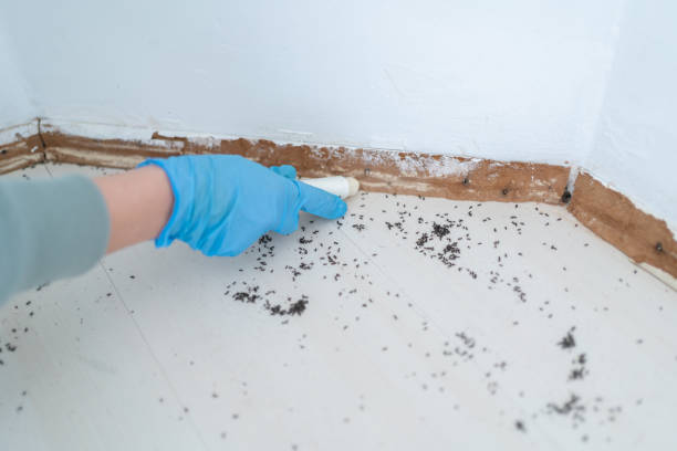 Best Ant Control Services  in Green Forest, AR